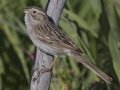 Brewer's Sparrow - Moose Wilson Road, South Entrance, Grand Teton National Park, Wyoming, 2017