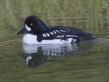 Barrow's Goldeneye - Schwabacher ponds, Snake River, Grand Teton National Park, Wyoming, 2017