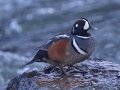 Harlequin Duck - LeHardy Rapids, Yellowstone River, Yellowstone National Park, Wyoming, 2017