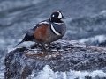 Harlequin Duck - LeHardy Rapids, Yellowstone River, Yellowstone National Park, Wyoming, 2017