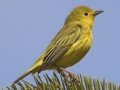 Yellow Warbler - National Elk Refuge, Jackson, Wyoming, 2017