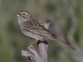 Brewer's Sparrow  - Moose Wilson Road, South Entrance, Grand Teton National Park