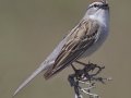 Chipping Sparrow - Granite Canyon Trailhead, Moose Wilson Road, Grand Teton National Park, Wyoming, 2017