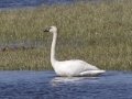 Trumpeter Swan - Boyles Hill Pond, Jackson, Wyoming, 2017