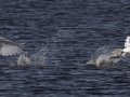 Trumpeter Swan - Boyles Hill Pond, Jackson, Wyoming, 2017