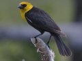 Yellow-headed Blackbird - National Elk Refuge, Jackson, Wyoming, 2017