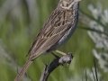 Vesper Sparrow - Moose Wilson Road, South Entrance, Grand Teton National Park, Wyoming, 2017