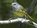 MacGillivray's Warbler -  Moose Wilson Road, Grand Teton National Park, Wyoming, 2017