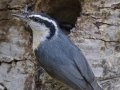 Red-breasted Nuthatch - Death Canyon burn, Grand Teton National Park. Wyoming, 2017