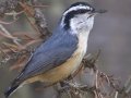 Red-breasted Nuthatch - Death Canyon burn, Grand Teton National Park. Wyoming, 2017