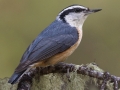 Red-breasted Nuthatch - Death Canyon burn, Grand Teton National Park. Wyoming, 2017