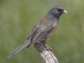 Pink-sided Junco - Death Canyon burn, Grand Teton National Park. Wyoming, 2017