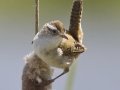 Marsh Wren  - National Elk Refuge, Jackson. Wyoming, 2017