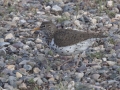 Spotted Sandpiper - Rendezvous Park, Moose Wilson Road, Jackson, Wyoming, 2017