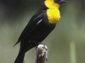 Yellow-headed Blackbird - National Elk Refuge, Jackson, Wyoming, 2017