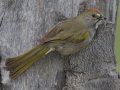 Green-tailed Towhee - Granite Canyon Trailhead, Moose Wilson Road, Grand Teton National Park, Wyoming, 2017