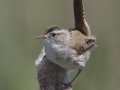 Marsh Wren  - National Elk Refuge, Jackson. Wyoming, 2017