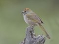 Green-tailed Towhee - Granite Canyon Trailhead, Moose Wilson Road, Grand Teton National Park, Wyoming, 2017
