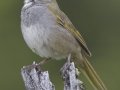 Green-tailed Towhee - Granite Canyon Trailhead, Moose Wilson Road, Grand Teton National Park, Wyoming, 2017