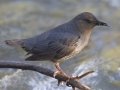 American Dipper  - Moose Wilson Road, Grand Teton National Park, Wyoming, 2017
