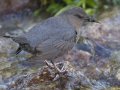 American Dipper  - Moose Wilson Road, Grand Teton National Park, Wyoming, 2017