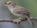 House Wren - Granite Canyon Trailhead, Moose Wilson Road, Grand Teton National Park, Wyoming, 2017