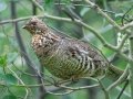 Ruffed Grouse - Moose Wilson Road, Grand Teton National Park, Wyoming, 2017