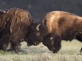 Dueling American Bison  - Lamar Valley, Yellowstone National Park, Wyoming, 2017
