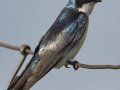 Tree Swallow - National Elk Refuge, Jackson, Wyoming, 2017