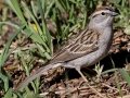 Chipping Sparrow - Granite Canyon Trailhead, Moose Wilson Road, Grand Teton National Park, Wyoming, 2017