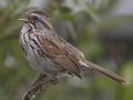 Song Sparrow - National Elk Refuge, Jackson, Wyoming, 2017