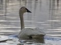 Trumpeter Swan - Boyles Hill Pond, Jackson, Wyoming, 2017