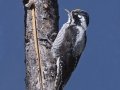 American Three-toed Woodpecker - Death Canyon burn, Grand Teton National Park, Wyoming, 2017