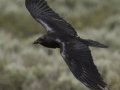 Common Raven  - National Elk Refuge, Jackson, Wyoming, 2017