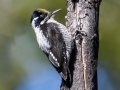 American Three-toed Woodpecker - Death Canyon burn, Grand Teton National Park, Wyoming, 2017