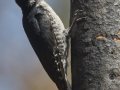 Black-backed Woodpecker - Flagg Ranch, south of Yellowstone National Park, Wyoming, 2017