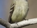Hammond's Flycatcher - Death Canyon burn, Grand Teton National Park, Wyoming, 2017