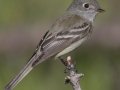 Hammond's Flycatcher - Death Canyon burn, Grand Teton National Park, Wyoming, 2017