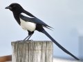 Black-billed Magpie National Elk Refuge, Jackson , Wyoming, 2017