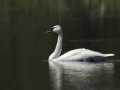 Trumpeter Swan - Boyles Hill Pond, Jackson, Wyoming, 2017