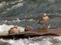 Harlequin Ducks - LeHardy Rapids, Yellowstone River, Yellowstone National Park, Wyoming, 2017