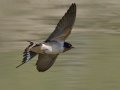Barn Swallow National Elk Refuge, Jackson, Wyoming, 2017