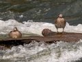 Harlequin Ducks - LeHardy Rapids, Yellowstone River, Yellowstone National Park, Wyoming, 2017