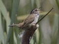 Marsh Wren  - National Elk Refuge, Jackson. Wyoming, 2017son