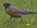 American Robin National Elk Refuge, Jackson, Wyoming, 2017
