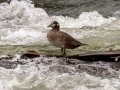 Harlequin Duck - LeHardy Rapids, Yellowstone River, Yellowstone National Park, Wyoming, 2017