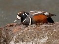 Harlequin Duck - LeHardy Rapids, Yellowstone River, Yellowstone National Park, Wyoming, 2017