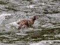 Harlequin Duck - LeHardy Rapids, Yellowstone River, Yellowstone National Park, Wyoming, 2017stone River, Yellowstone National Park