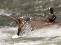 Harlequin Ducks - LeHardy Rapids, Yellowstone River, Yellowstone National Park, Wyoming, 2017