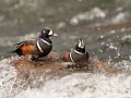 Harlequin Ducks - LeHardy Rapids, Yellowstone River, Yellowstone National Park, Wyoming, 2017